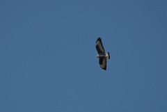 Geranoaetus polyosoma