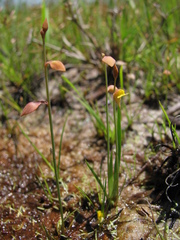 Utricularia bifida