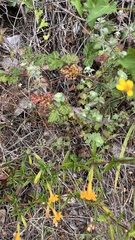 Eriophyllum lanatum lanatum
