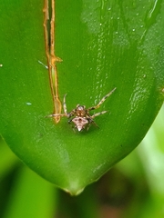Verrucosa scapofracta