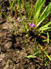Utricularia caerulea