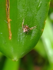 Verrucosa scapofracta
