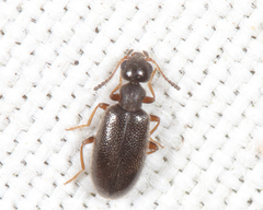 Sapintus fulvipes