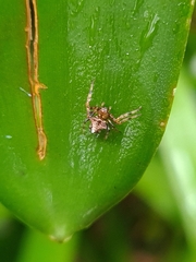Verrucosa scapofracta