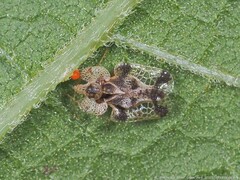 Corythucha juglandis