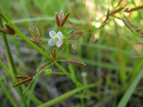 Mitrasacme indica iNat (1)