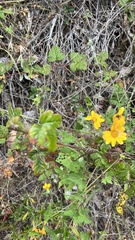 Eriophyllum lanatum lanatum