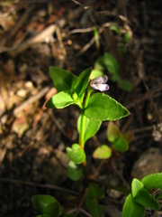Torenia kinmenensis