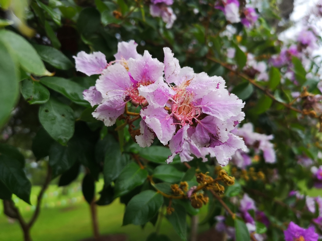Noei's Crape-myrtle