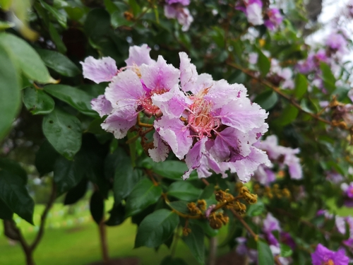Noei's Crape-myrtle (Lagerstroemia noei)