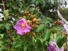 Lagerstroemia noei