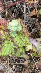 Eriophyllum lanatum lanatum