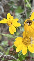 Eriophyllum lanatum lanatum