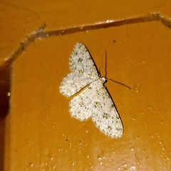 Ectropis dentilineata