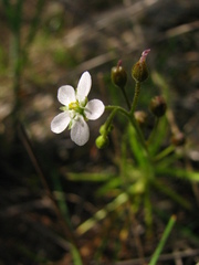Drosera finlaysoniana