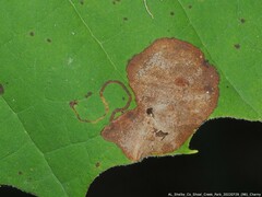 Sumitrosis inaequalis