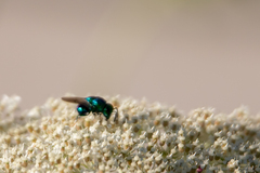 Euperilampus triangularis