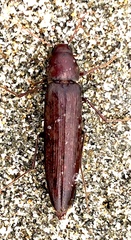 Serropalpus