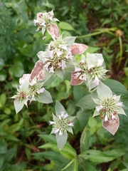Pycnanthemum setosum