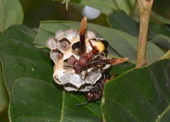 Polistes sagittarius