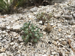 Greeneocharis cirrhosa (Greeneocharis circumscissa)