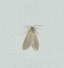 Acentria ephemerella