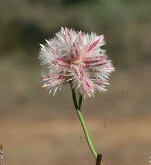 Ptilotus drummondii