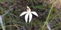 Caladenia carnea