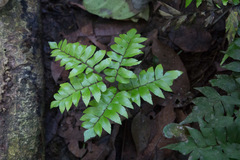 Adiantum argutum