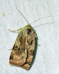 Cryptocala acadiensis
