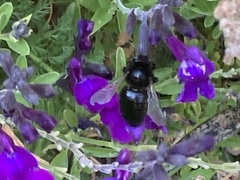Xylocopa tabaniformis orpifex