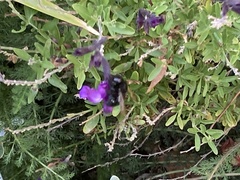 Xylocopa tabaniformis orpifex