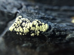 Rhizocarpon geographicum image