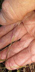Caladenia carnea