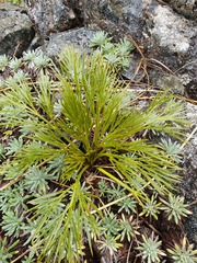 Aciphylla multisecta