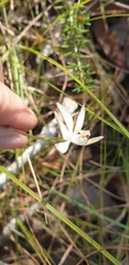 Caladenia carnea