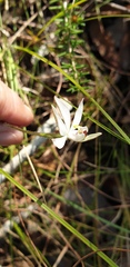 Caladenia carnea