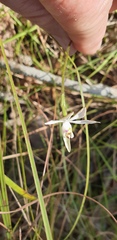 Caladenia carnea