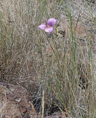 Calochortus macrocarpus macrocarpus