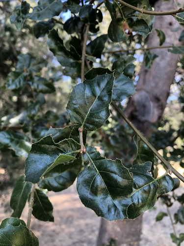 Coast Live × Interior Live Oak