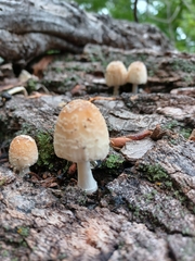 Coprinellus domesticus