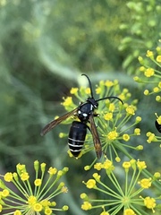 Vespula consobrina