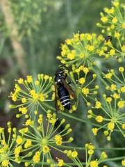 Vespula consobrina