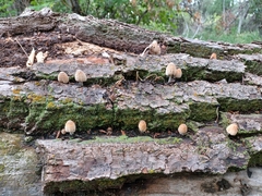 Coprinellus domesticus