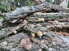 Coprinellus domesticus