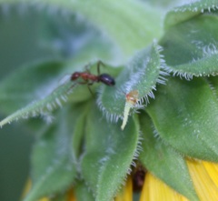 Formica pallidefulva