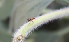 Formica pallidefulva