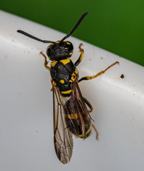 Parancistrocerus fulvipes