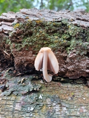 Coprinellus domesticus