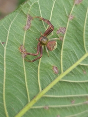 Runcinioides litteratus